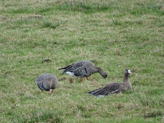 凭借其欧洲 凭借其欧洲